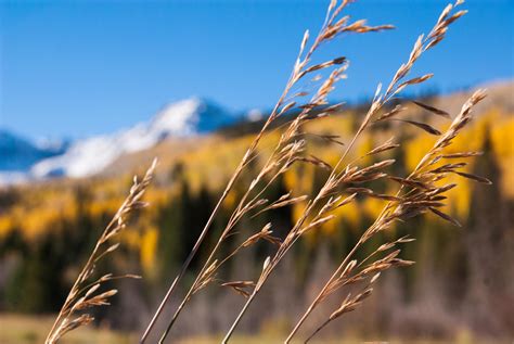 Rocky Mountain Grasses Southwest Colorado Oc 3872 X 2592 Earth