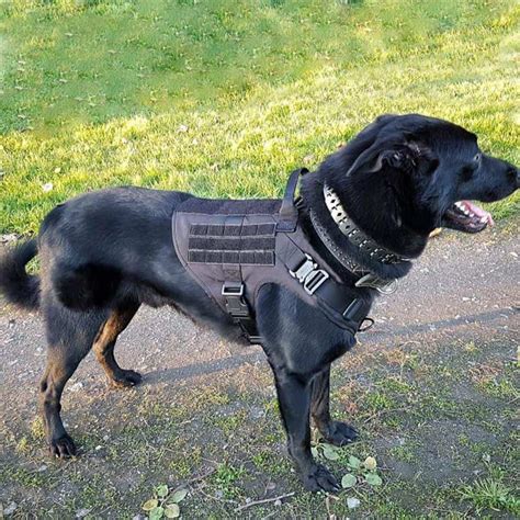 Walmart.com has been visited by 1m+ users in the past month ICEFANG Tactical Escape-Proof No-Pull Dog Harness Review