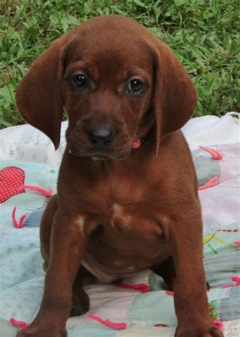 Redbone Coonhound For Sale In Jefferson County 1