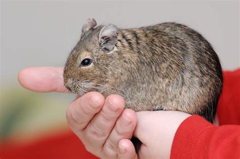 How To Care For A Pet Degu