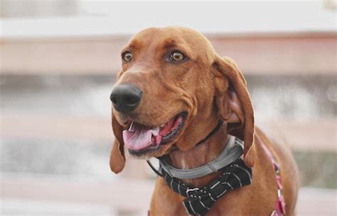 Redbone Coonhound Breed Guide Photos Traits And Care Bark Post