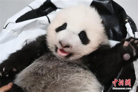 Giant Panda Cubs In Wolong National Nature Reserve In Sichuan