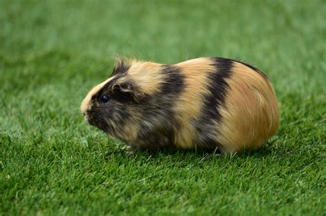 Free Images Grass Mammal Rodent Fauna Guinea Pig Whiskers