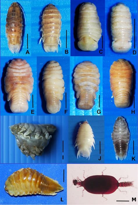 Parasitic Isopods Found In This Study A L Scale Bar 5 Mm A