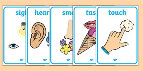 👉 5 Sense Organs Pictures For Kids Display Posters