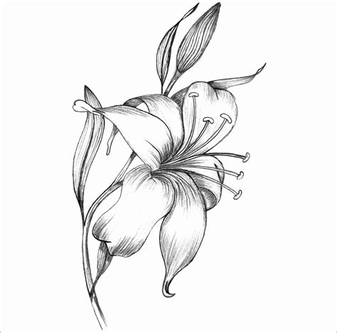 Lily Line Drawing At Getdrawings Free Download