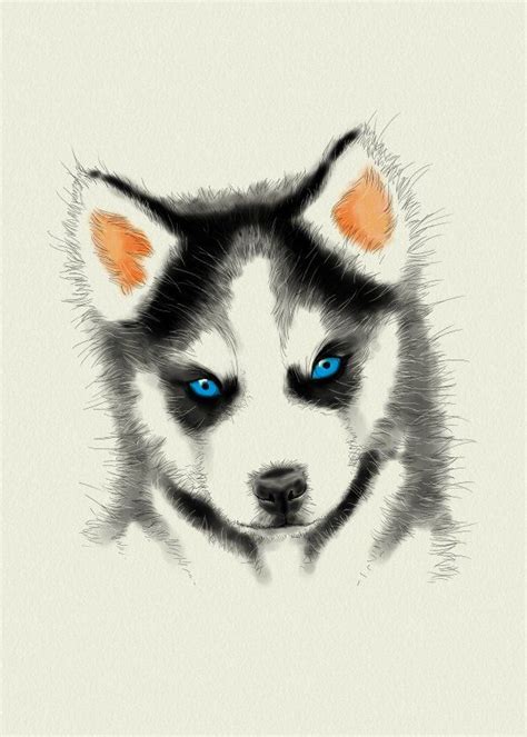 Siberian Husky Poster By Det Tidkun Displate Husky Drawing Husky