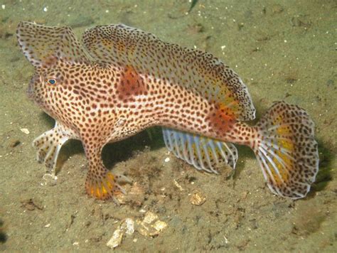 Fish Index Spotted Handfish Brachionichthys Hirsutus