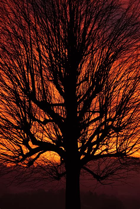 Free Images Landscape Nature Branch Silhouette Glowing Sunrise