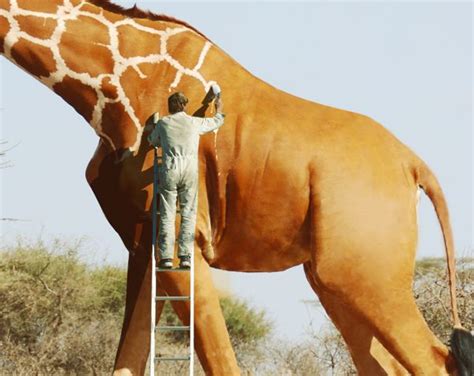 Man Painting Giraffe By Anil Saxena Via Behance Giraffe Photo Painting