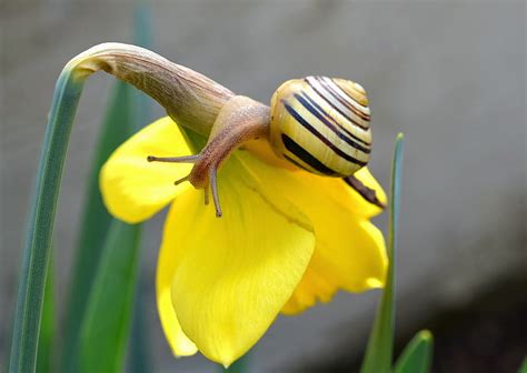 Royalty Free Photo Brown Yellow And Black Snail Pickpik