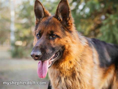 German Shepherd Skin Yeast Infection Treatment At Home