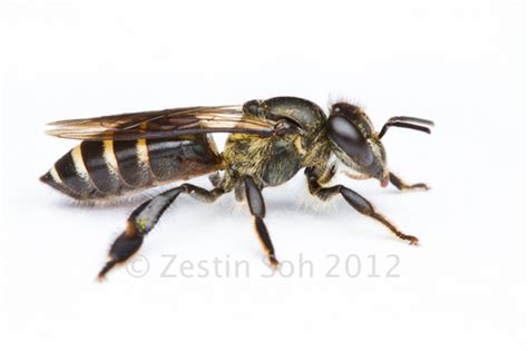 Black Dwarf Honey Bee (Bees in Malaysia) · iNaturalist