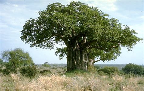 Compañeros De Viaje Baobab Adansonia Digitata