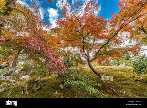 Autumn Leaves Fall Foliage Of Maple Trees Momiji At Japanese