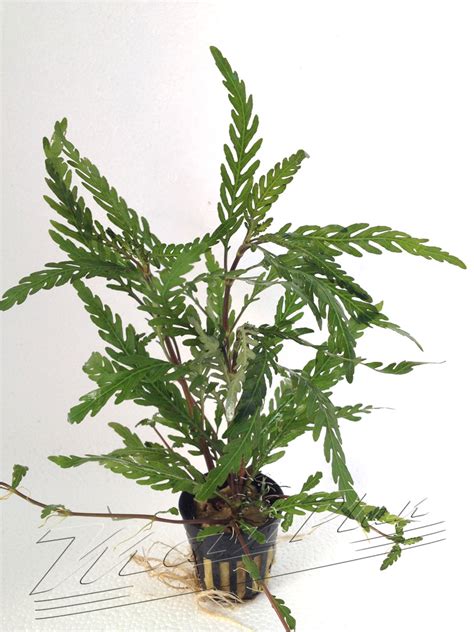 Hygrophilla Pinnatifida Manplan Plantas Acuáticas