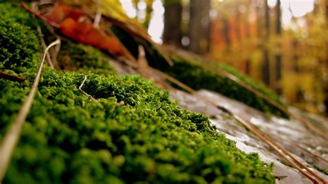 Close Up Nature Forests Plants Moss Wallpaper 1920x1080 199087