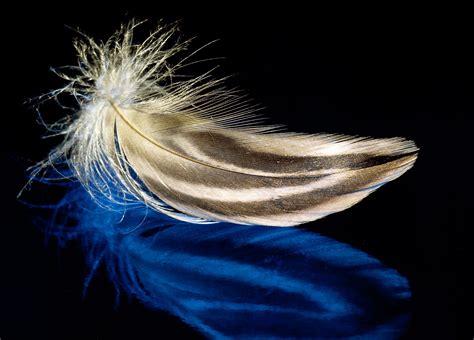 Feather Full Hd Wallpaper And Background Image 2321x1667 Id102529