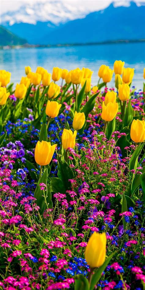 Bellos colores (con imágenes) | Jardín de flores, Flores ...