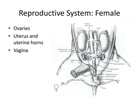 Fetal Pig Male Reproductive System Diagram