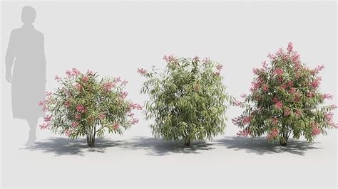Nerium Oleander 3d Model Cgtrader