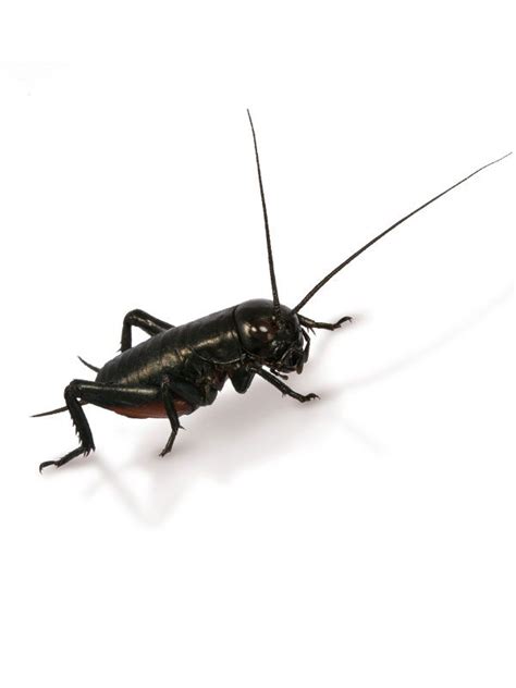 Nos insectes proviennent de centres d'élevage professionnels contrôlés. Grillons noir medium x50 de Insecte libourne - bordeaux ...