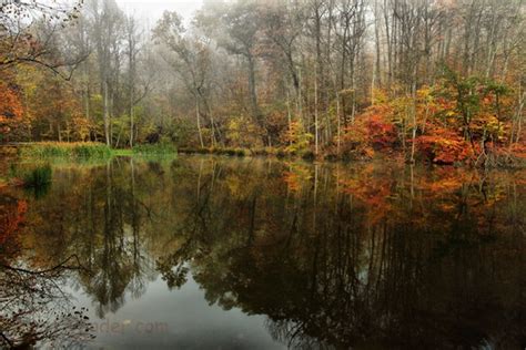 Autumn Trees Foggy Autumn Lake Trees Free Nature Pictures By