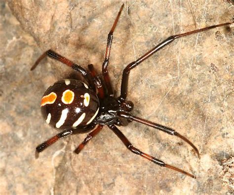 Northern Black Widow Latrodectus Variolus Spider Venom Bugs And