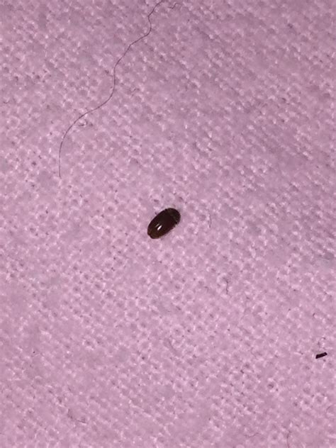 Small Black Beetle In Bed Twin Over Full Mattress