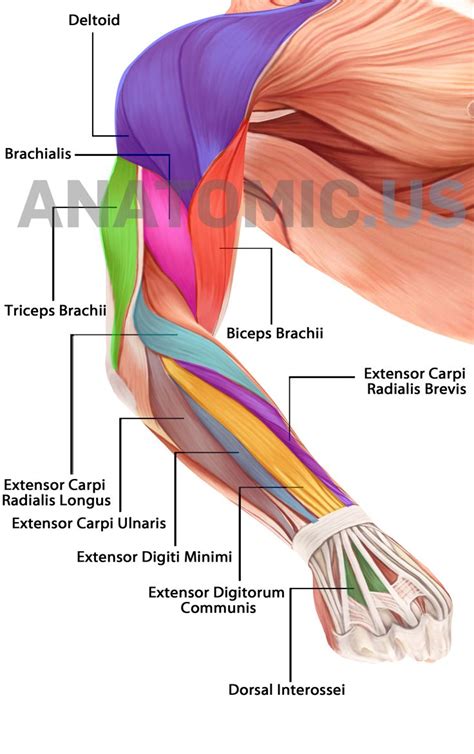 It also helps in extension and lateral flexion of the lumbar spine. Quotes about Arm muscles (22 quotes)