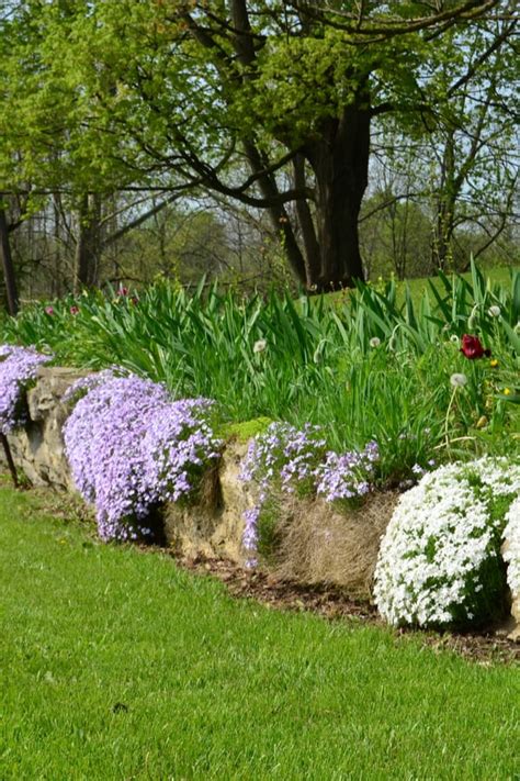 How To Plant Creeping Phlox In Your Garden Tricks To Care