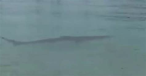 Shark Spotted Swimming In St Ives Harbour By Teenager Who Filmed The