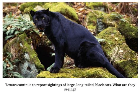 Texas Cryptid Hunter The Latest Black Panther Reports Continued