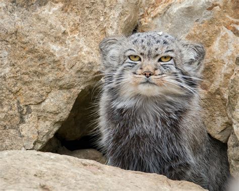 Photo Of A Pallass Cat · Free Stock Photo