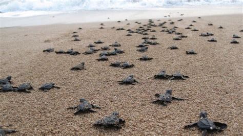 Costa Rica Sea Turtles Where To Watch Them And How To Help