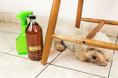 Will Vinegar Kill Mites On Dogs
