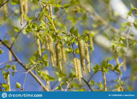 Birch Seed Pods On The Branch Close Up During Springtime Stock Photo