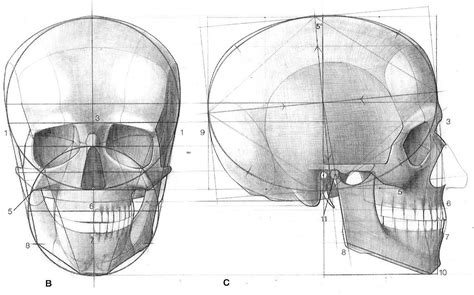 Skull Drawing Reference And Sketches For Artists