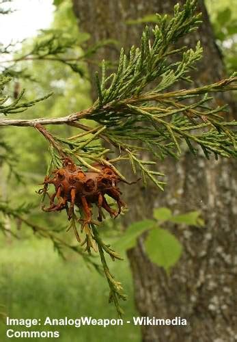 Eastern Red Cedar Tree With Pictures And Identification