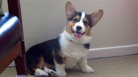 Smiling Dog The Happiest Corgi Puppy Youtube