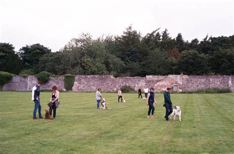 Dog Training Classes — Walk And Train Edinburgh Dog Training