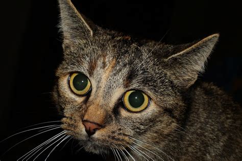 Cat Eye Infections What You Need To Know