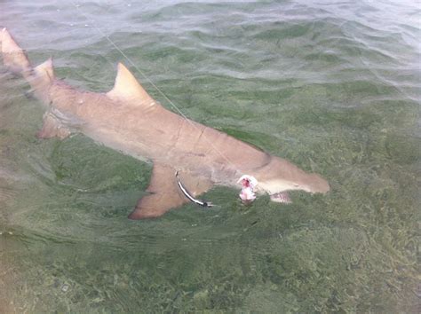 Lemon Shark Marathon Angling Adventures Florida Keys Fishing Trips