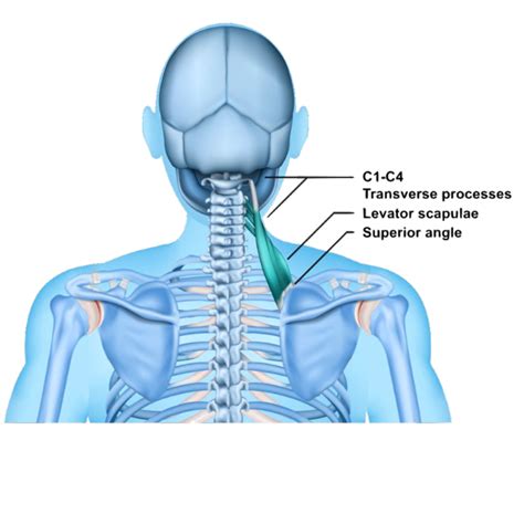 Levator Scapulae Snapping Scapula Syndrome Levator Scapulae