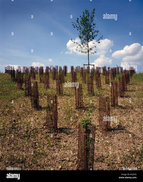 Newly Planted Trees Stock Photo Alamy
