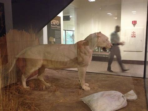 Man Eating Lion Picture Of The Field Museum Chicago Tripadvisor