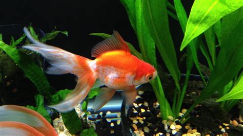55 Gallon Goldfish Tank Update Youtube