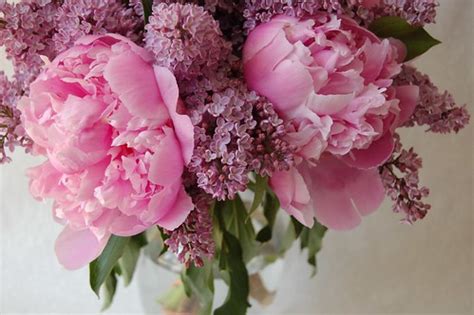 Lilacs have a fragrant scent and are often found in gardens and decorative bouquets. the obsessive imagist | art, design, life: PEONIES & LILACS