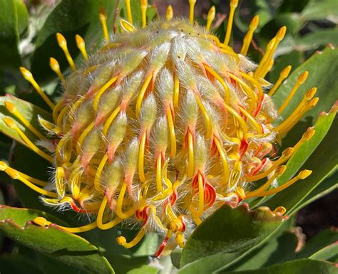 One Leucospermum Veldfire Protea 1gal Live Rooted Plant Etsy Australia