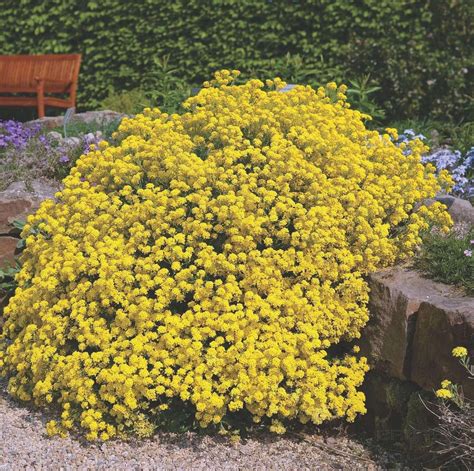 50 Seeds Alyssum Saxatile Compactum Gold Dust Bright Yellow Blooms